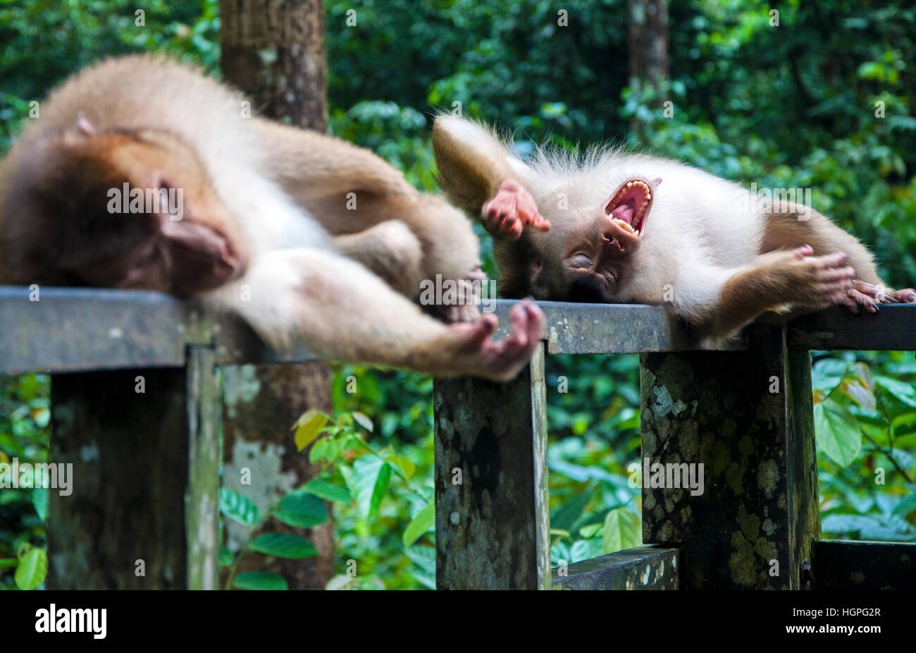 Laughing monkey laying on his back, Borneo Malaysia Stock Photo