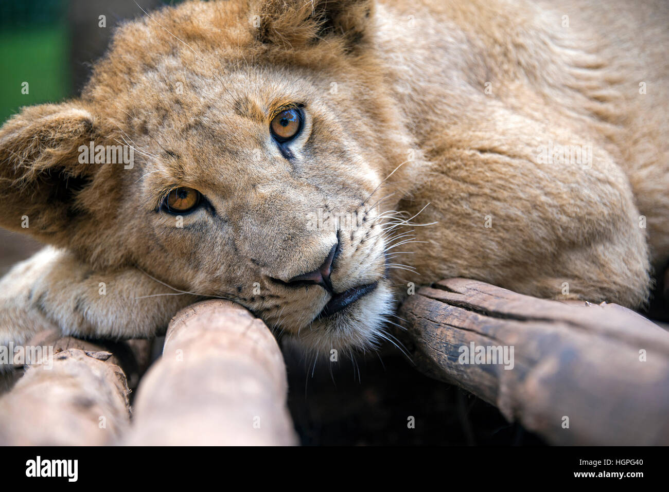 5 month old male lion cub in captivity, laying on wooden logs looking at the camera. Stock Photo