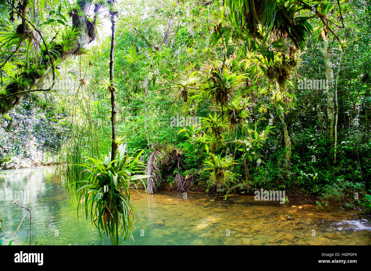 Charming nature trails in the tropical forest of the Topes de Collantes national park in Cuba Stock Photo