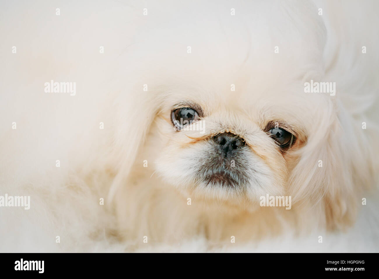 White Pekingese Pekinese Peke Whelp Puppy Dog Close Portrait Stock Photo