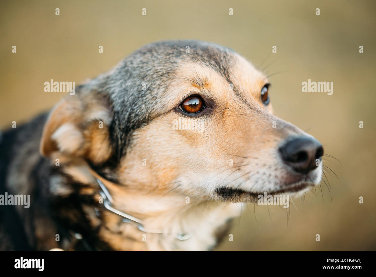 Brown Dog Head Close Up Portrait. Clever Dog Stock Photo