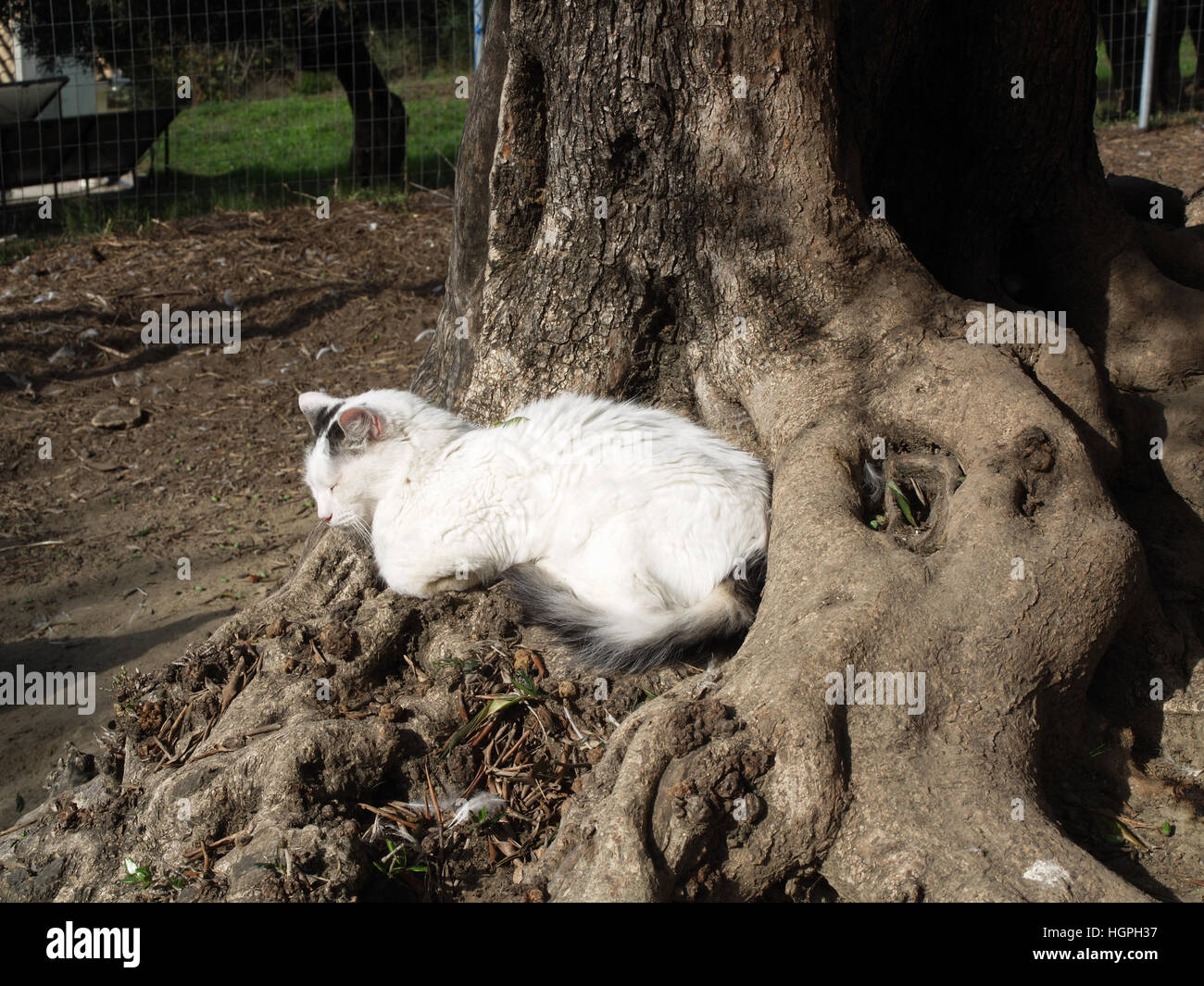 Adult cat lazing in the sunshine nestled under olive tree Stock Photo