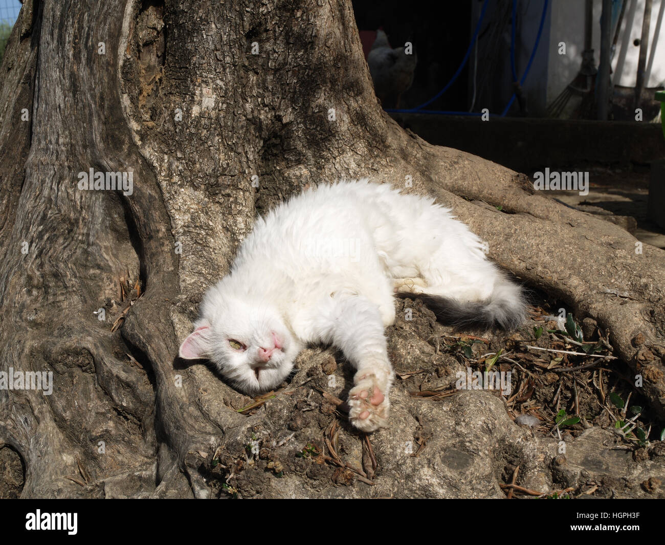 Adult cat rolling in the sunshine nestled under olive tree Stock Photo
