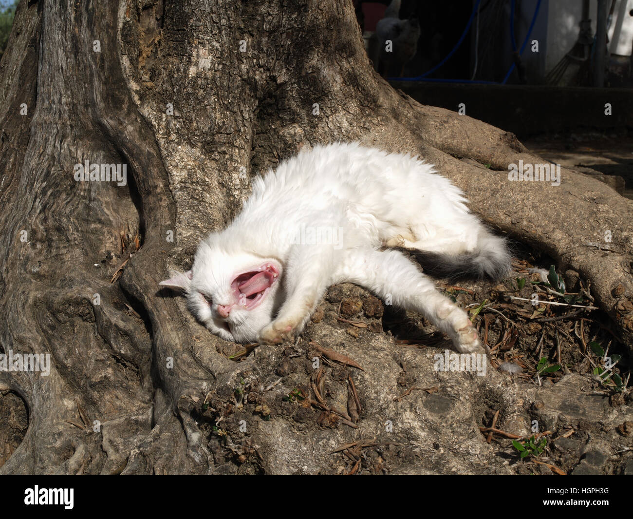 Adult cat yawning in the sunshine nestled under olive tree Stock Photo