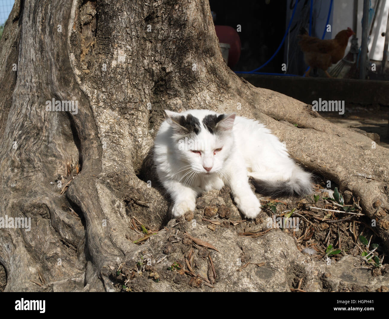 Adult cat lazing in the sunshine nestled under olive tree Stock Photo