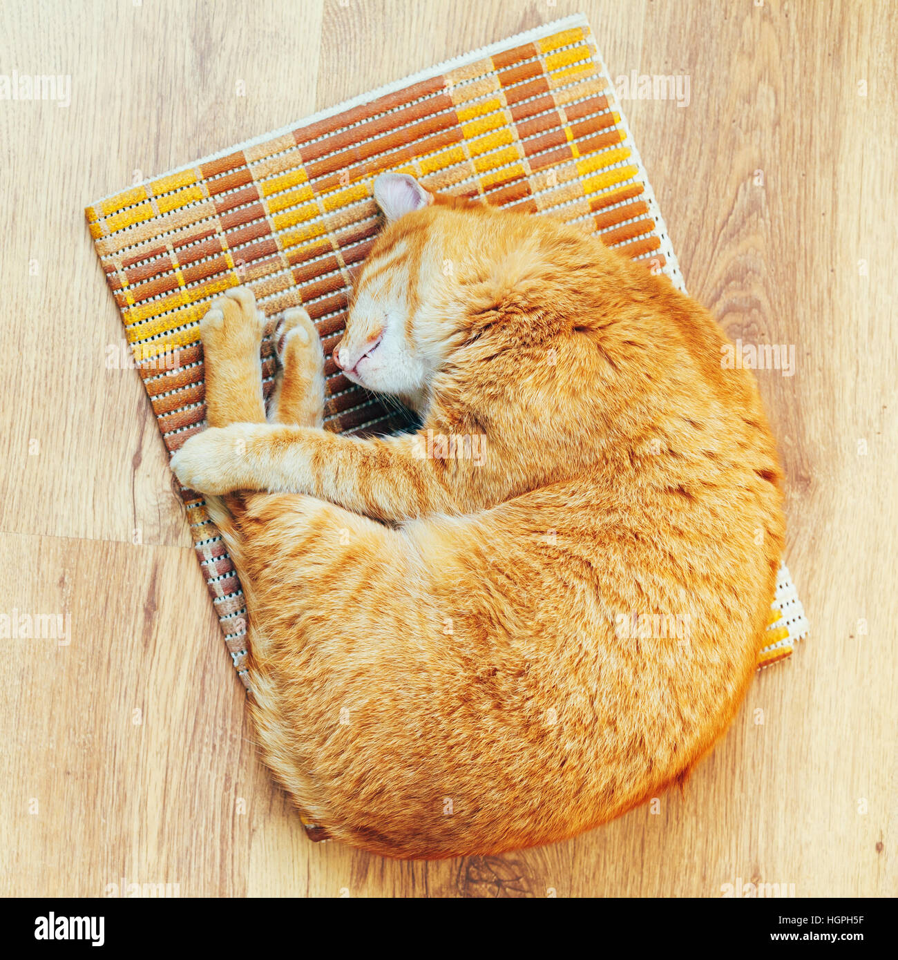 Peaceful Orange Red Tabby Cat Male Kitten Curled Up Sleeping In His Bed ...
