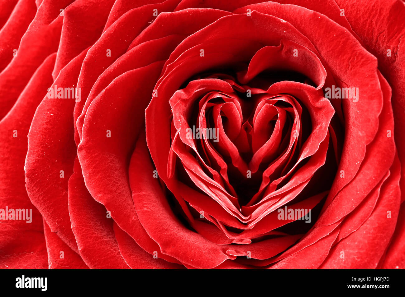 Heart shape in red rose Stock Photo