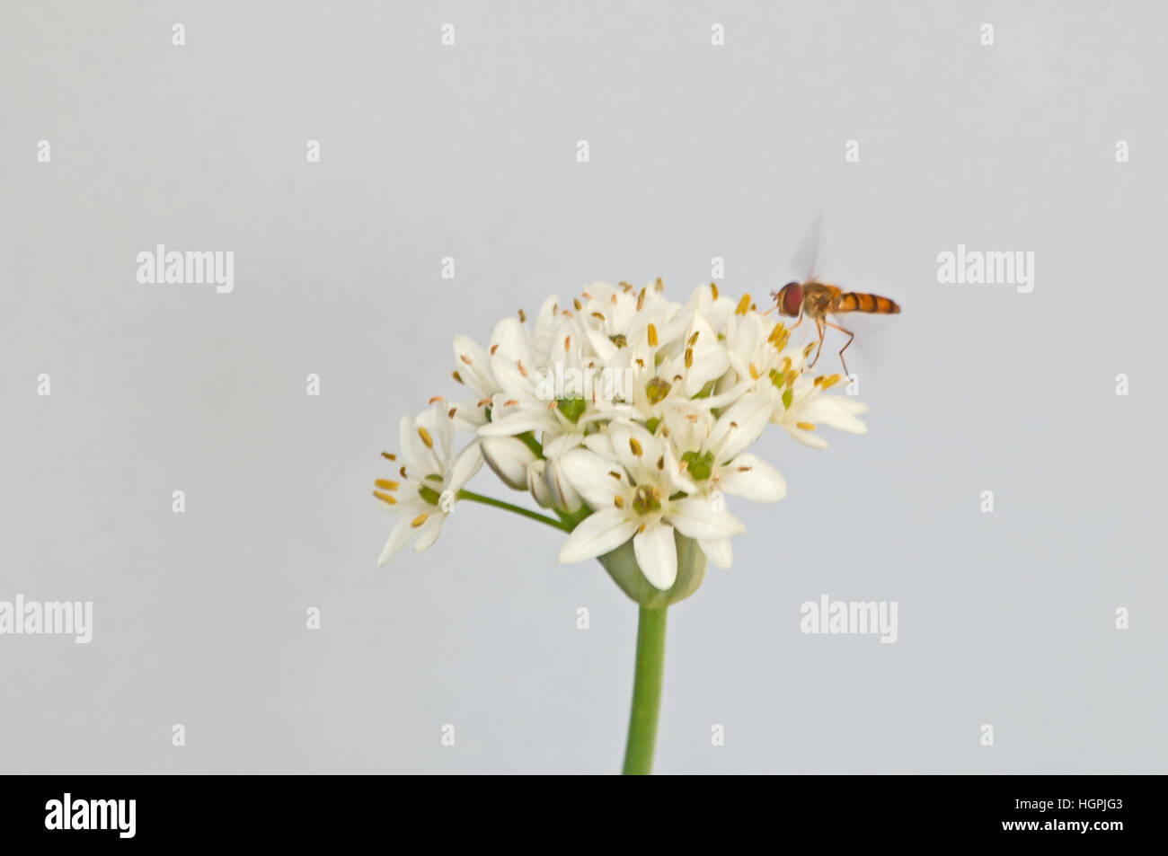 closeup of a syrphid fly on a white blossom Stock Photo