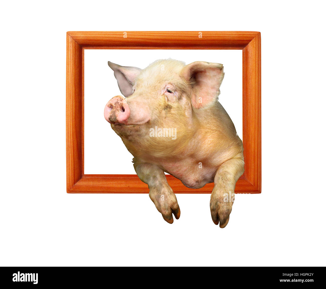 pig looks out from wooden frame isolated on the white Stock Photo