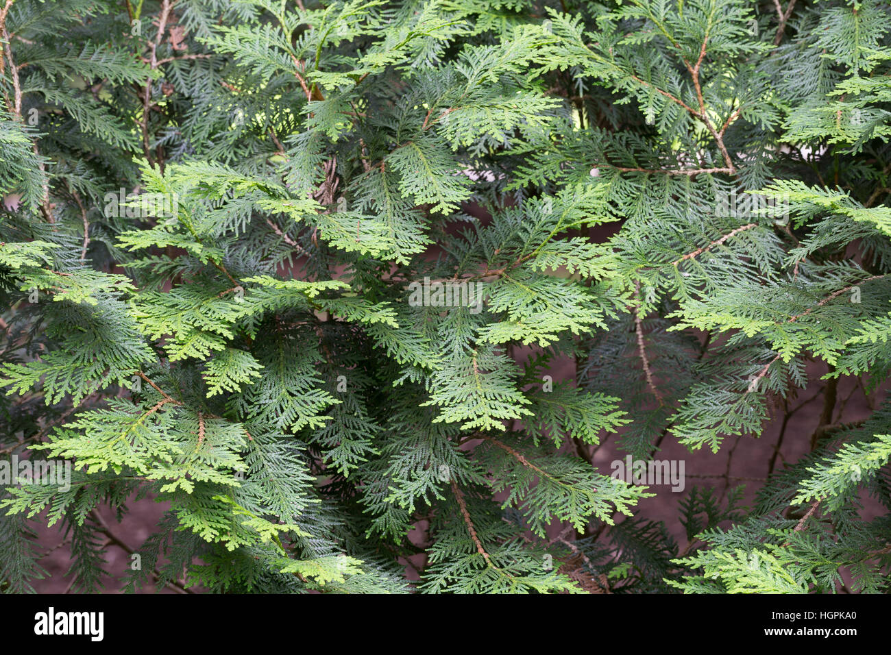 Abendländischer Lebensbaum, Thuja occidentalis, Arborvitae, Red Cedar Stock Photo