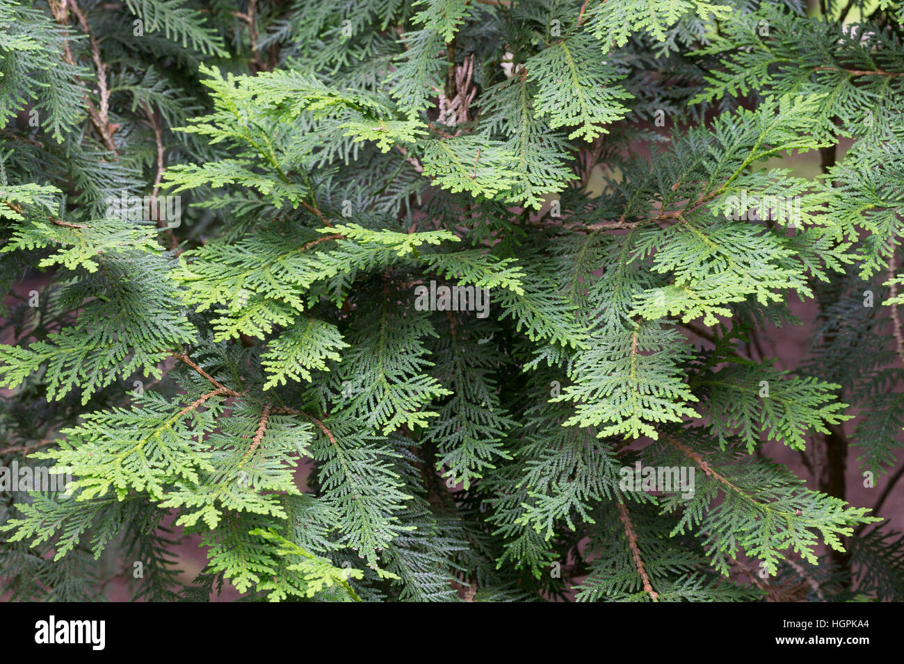 Abendländischer Lebensbaum, Thuja occidentalis, Arborvitae, Red Cedar Stock Photo