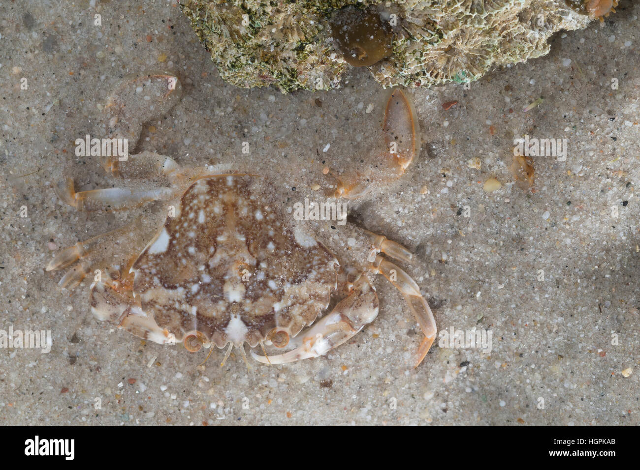 Marmorierte Schwimmkrabbe, Liocarcinus marmoreus, Portunus marmoreus, marbled swimming crab, Le Portune marbré Stock Photo