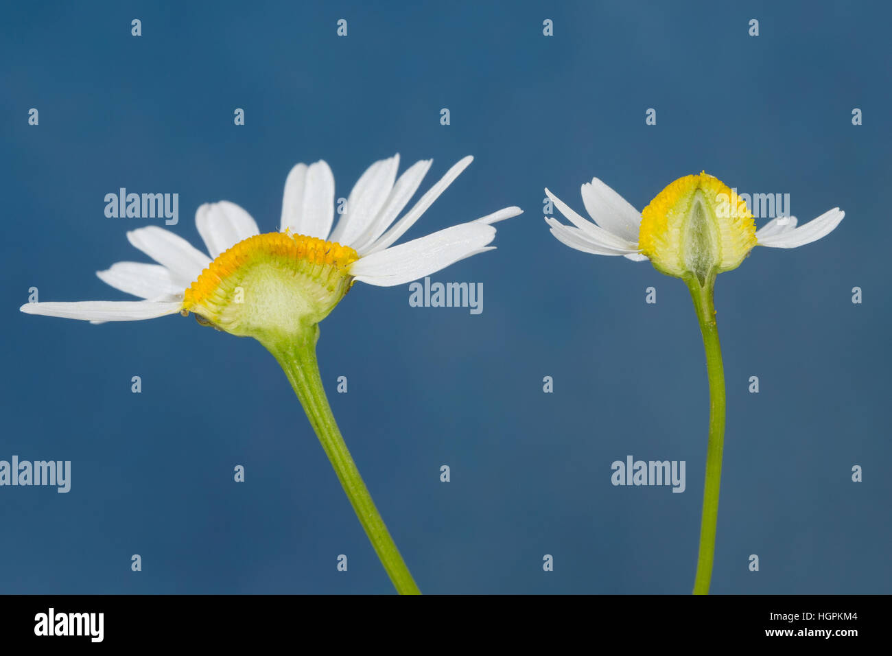 Kamill hi-res stock photography and images - Alamy