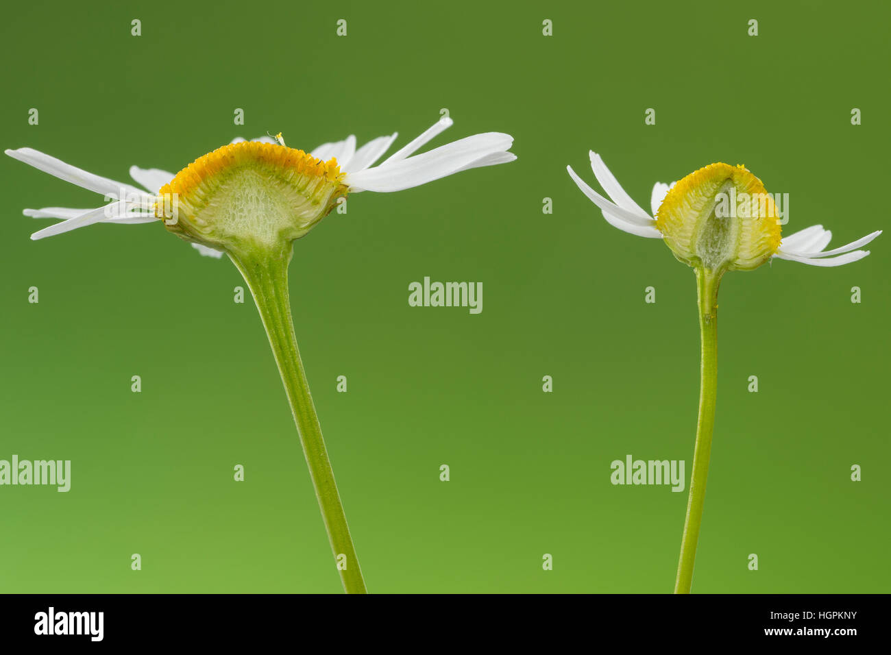 Vergleich zwischen Echter Kamille (rechts mit im Längsschnitt hohlem Blütenboden) und Unechter Kamille (links mit gefülltem Blütenboden). Echte Kamill Stock Photo