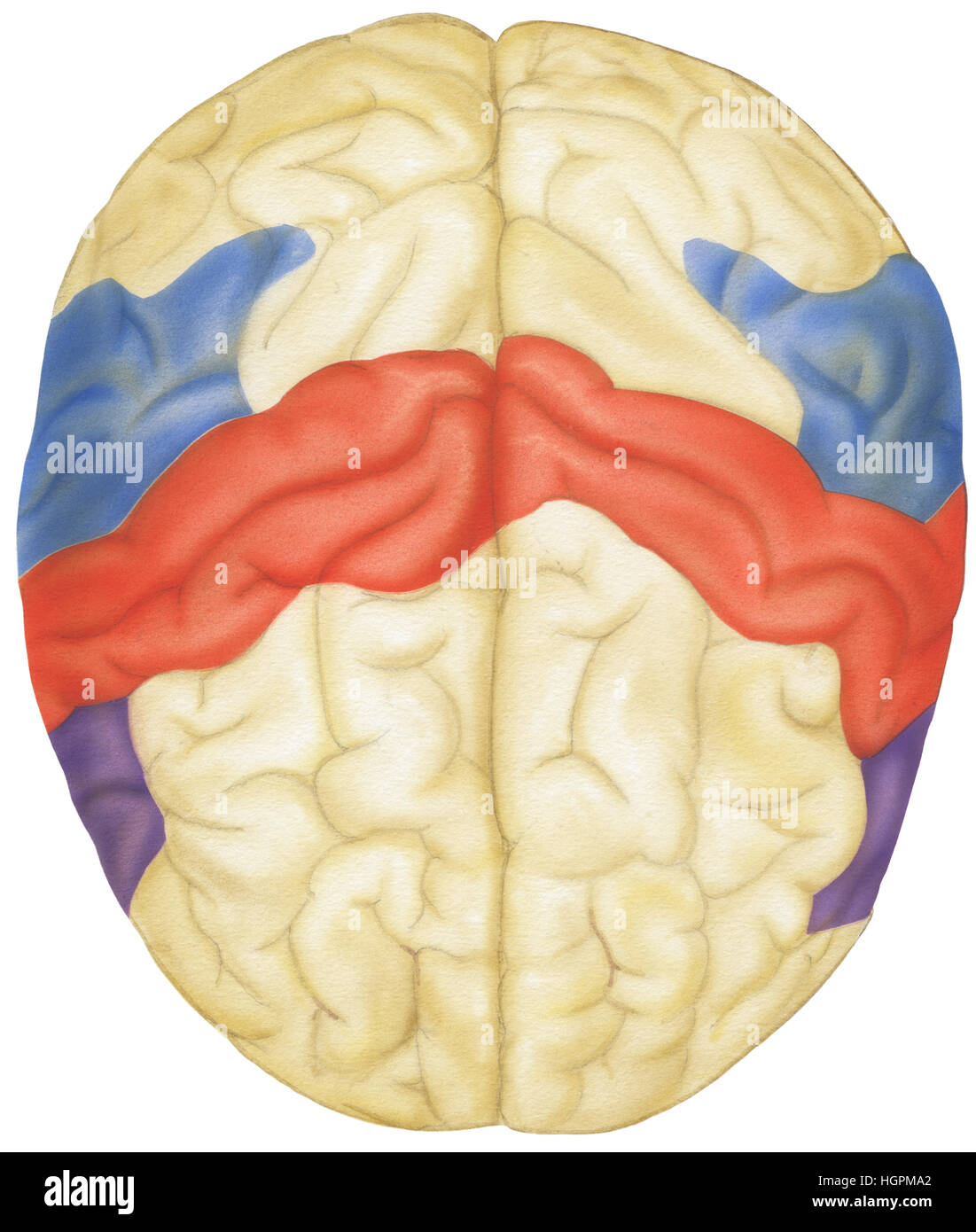 Top view of the human brain. Shown are the parietal lobes, sensory cortex, angular gyrus, Broca's area, frontal lobes and the motor cortex. Stock Photo