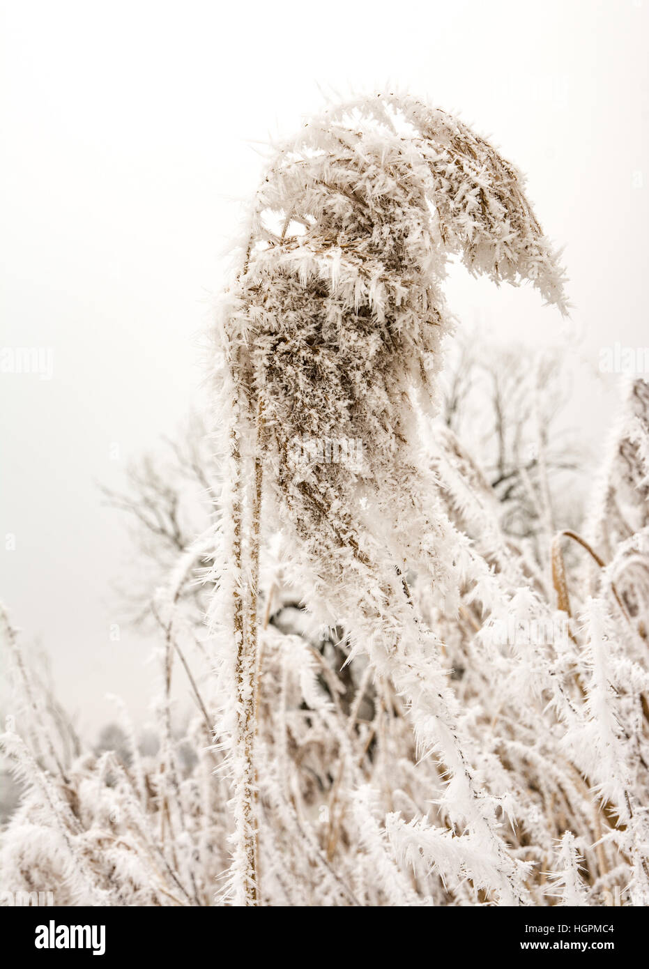 Winter with frozen reed plants Stock Photo