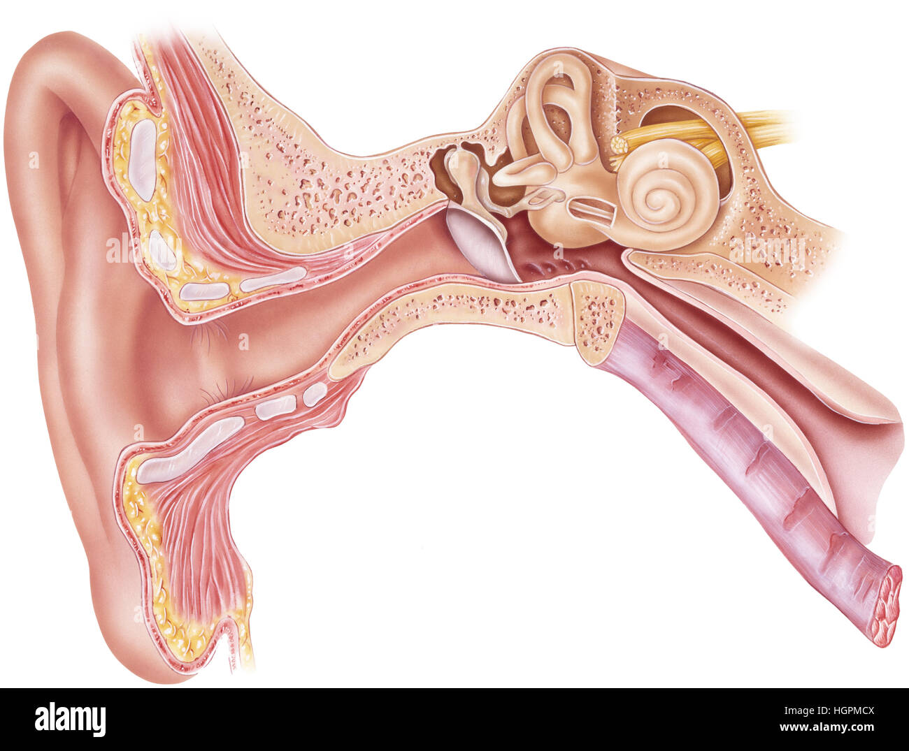 Parts Of The Inner Ear And Their Functions