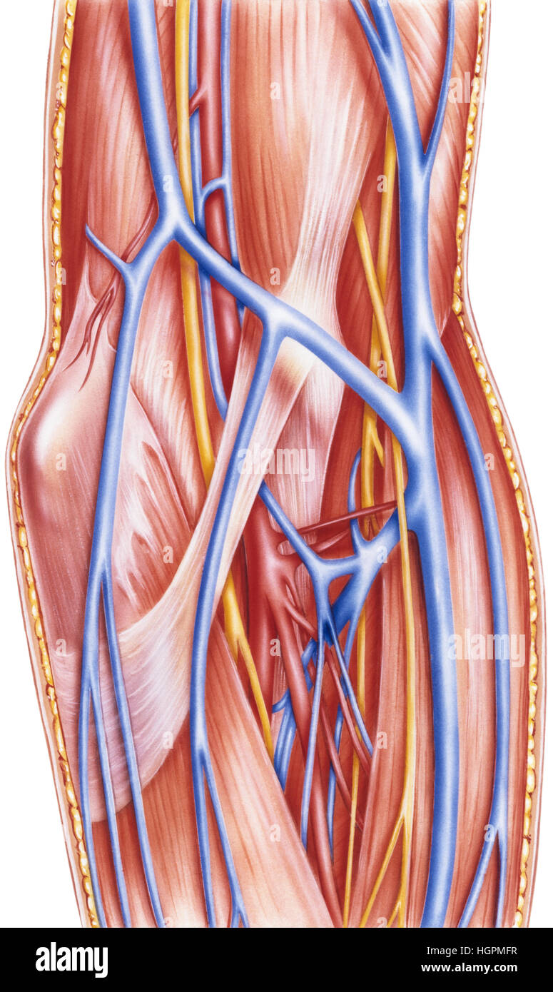 Some of the parts of the forearm shown include: superior ulnar collateral artery, ulnar nerve, inferior ulnar collateral artery, medial epicondyle, br Stock Photo