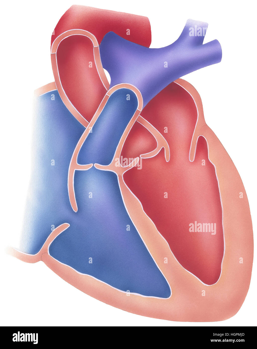 Human heart cutaway view showing internal structure Stock Photo - Alamy