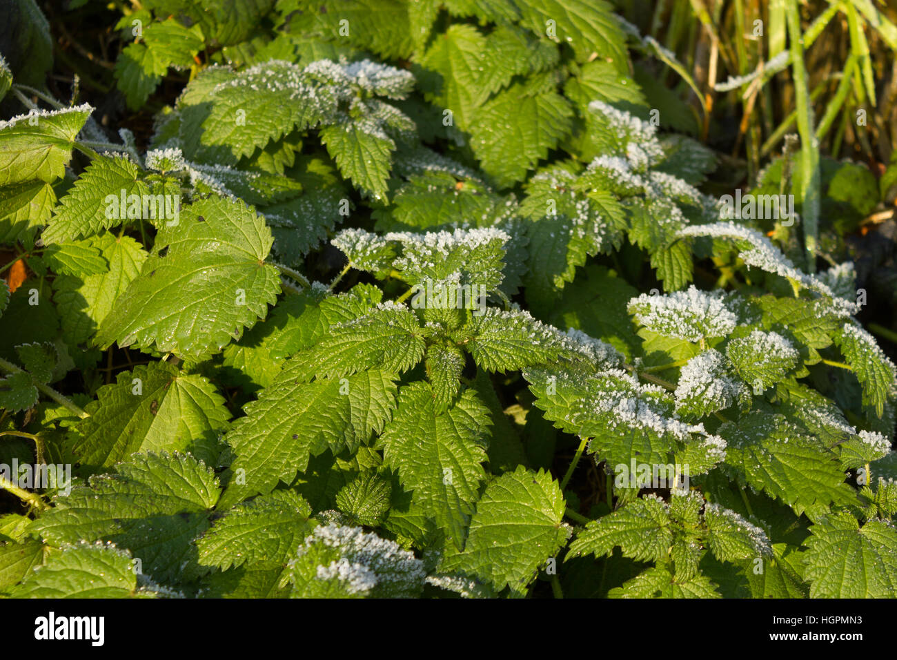 STINGING NETTLE (Urtica dioica Stock Photo - Alamy