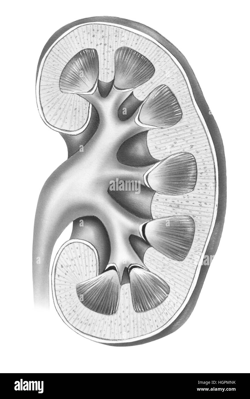 A normal human kidney, cutaway cross section. Shown are the ureter, renal pelvis, major calyces, pyramids, cortex, and medulla. Stock Photo