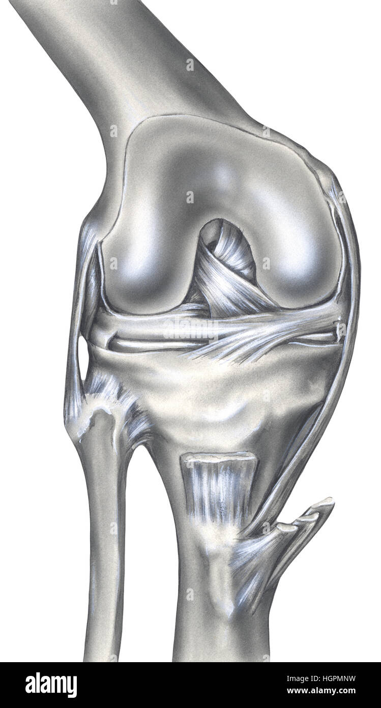 The bony view (left) shows the femur, cut edge of the synovial capsule, meniscus, fibula, tibia, patella, anterior cruciate ligament, posterior crucia Stock Photo