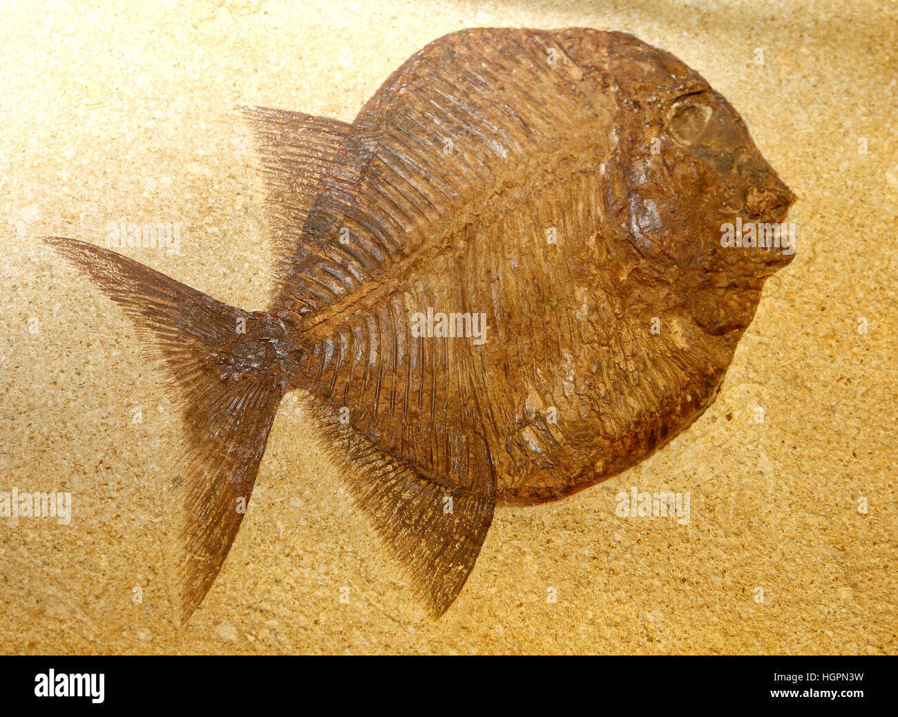 big extinct fossil fish stuck in the rocks for millions of years Stock ...
