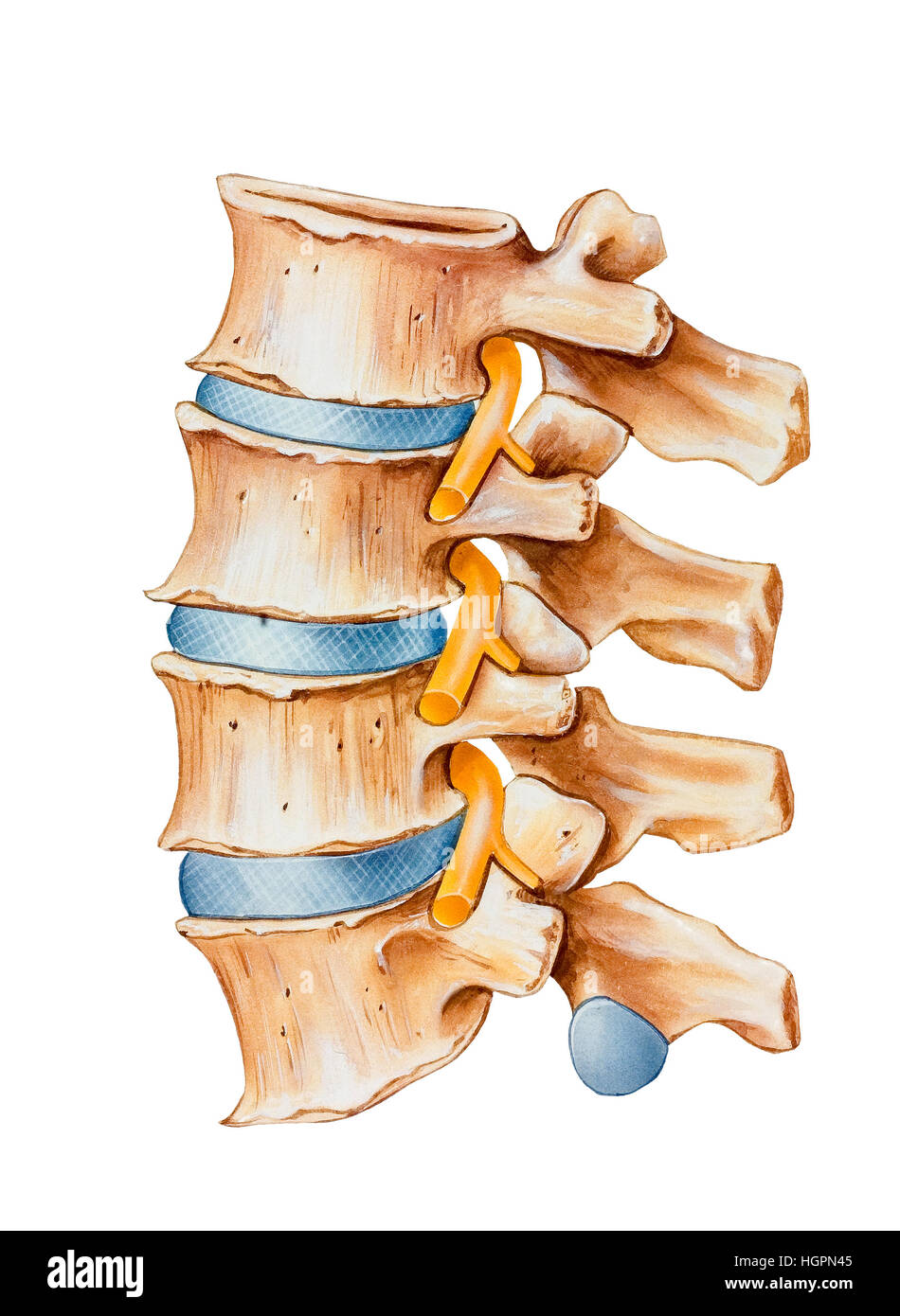 Bone spurs hires stock photography and images Alamy