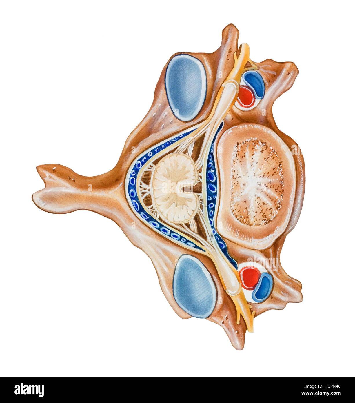 Inferior Articular Process High Resolution Stock Photography and Images