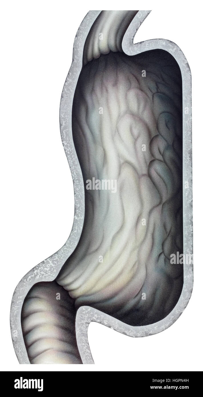 Stomach cutaway cross section. Stylized to look like like an "iron