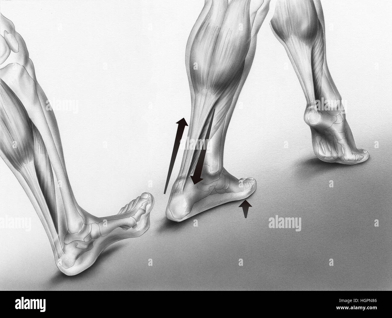 Illustration of how a walking foot strikes the ground. Shown are three