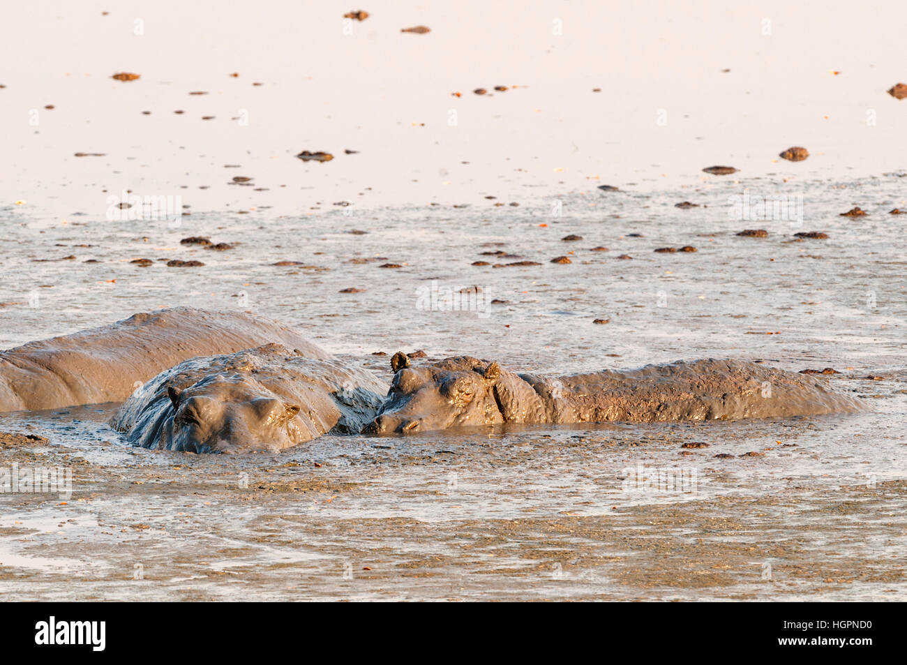 Pool muddy water on hi-res stock photography and images - Alamy