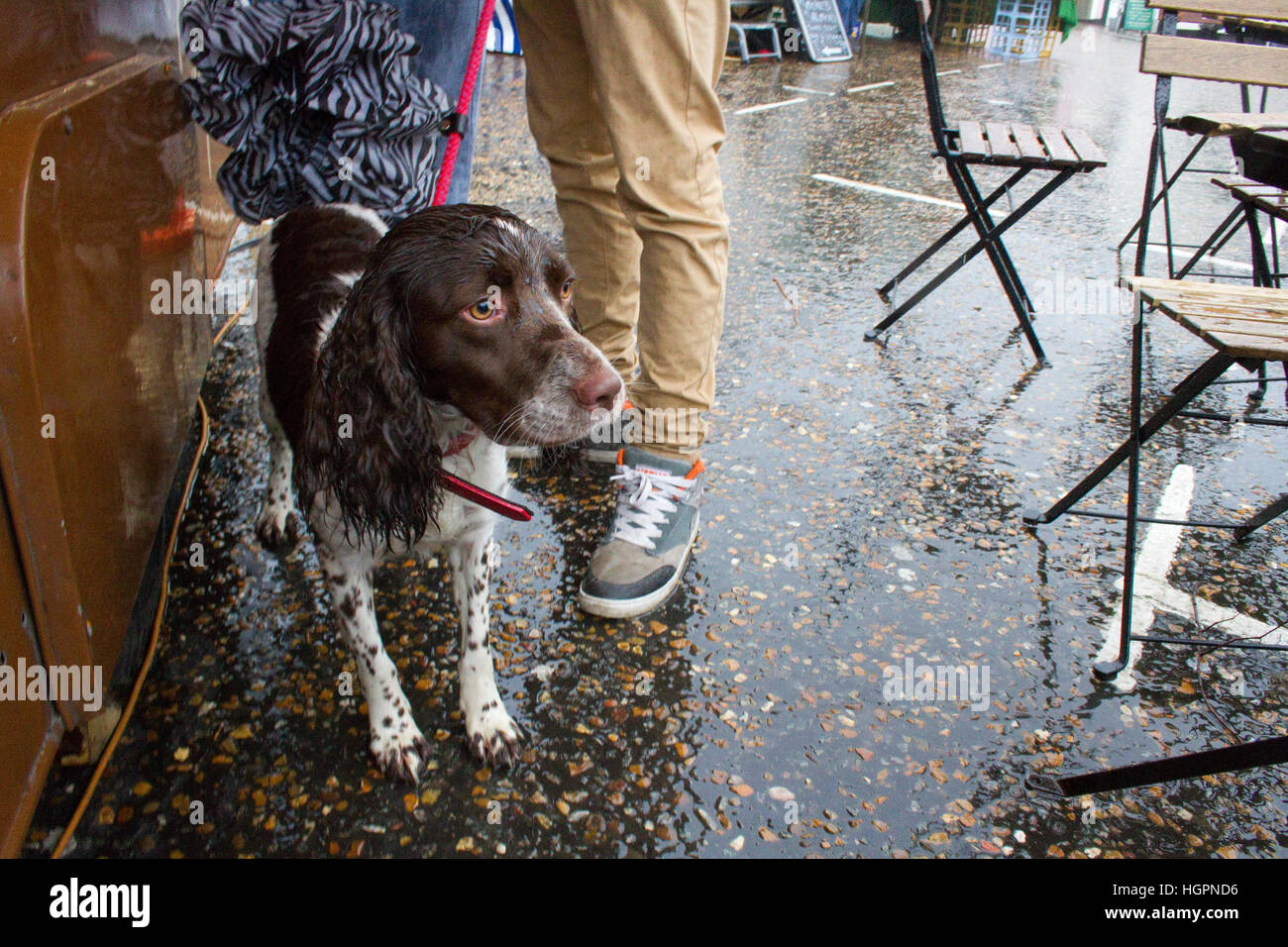 Wet brown and white spaniel dog Stock Photo