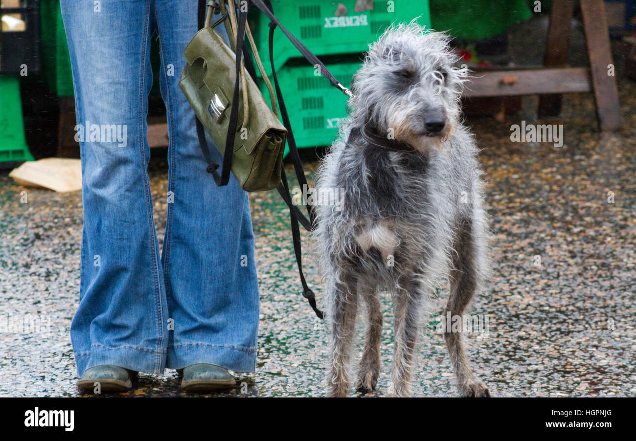 Lurcher long hotsell hair