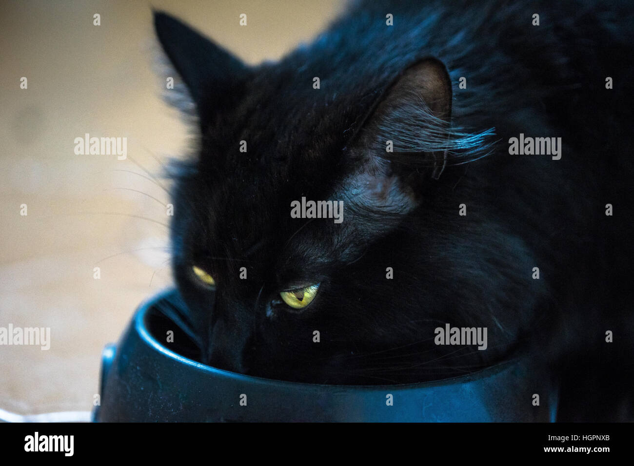 Black cat eating food from a bowl, showing eyes, whiskers and ears