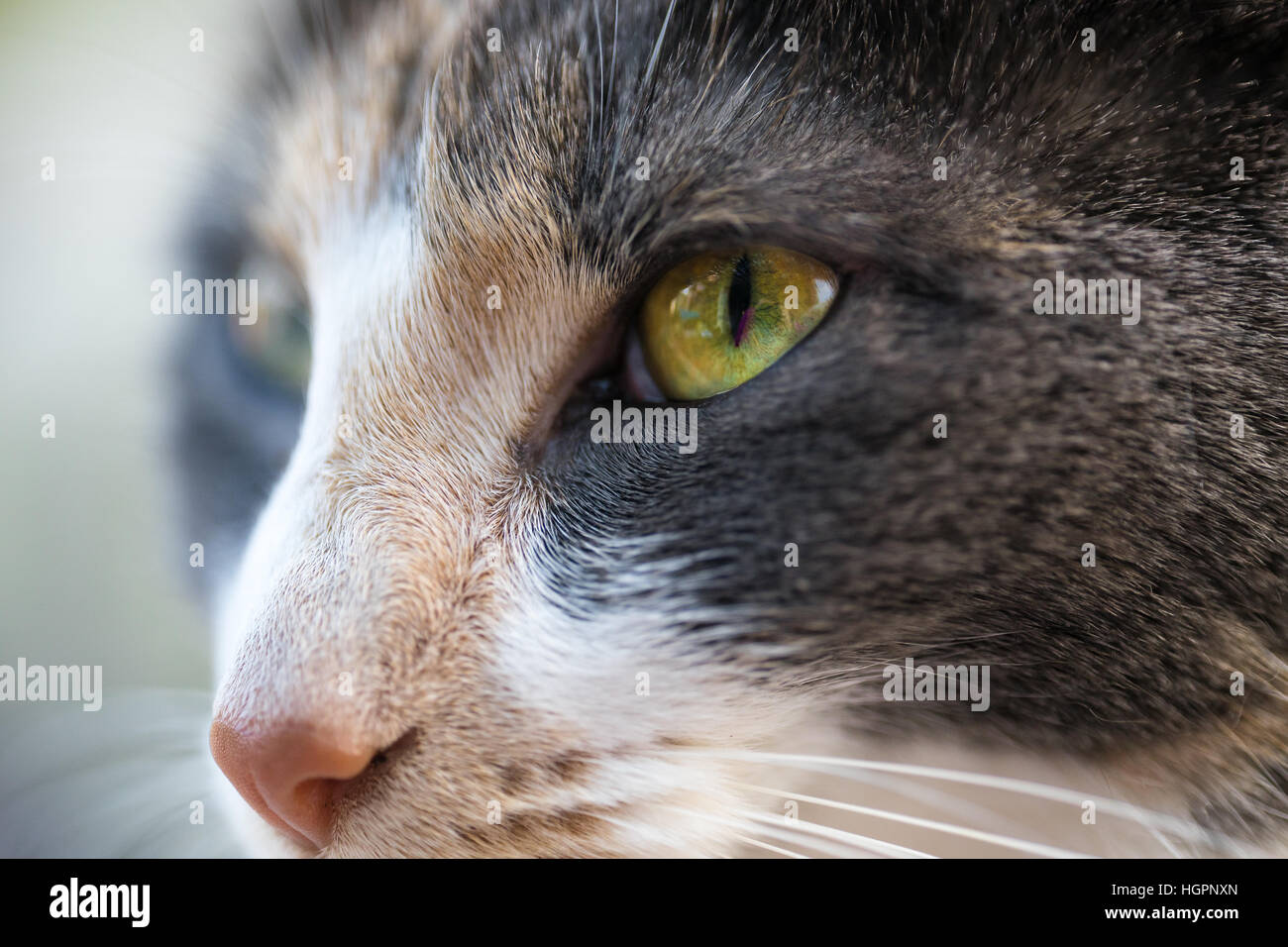 Close up of large golden cats eyes & grey white & beige nose & whiskers of pretty cat Stock Photo