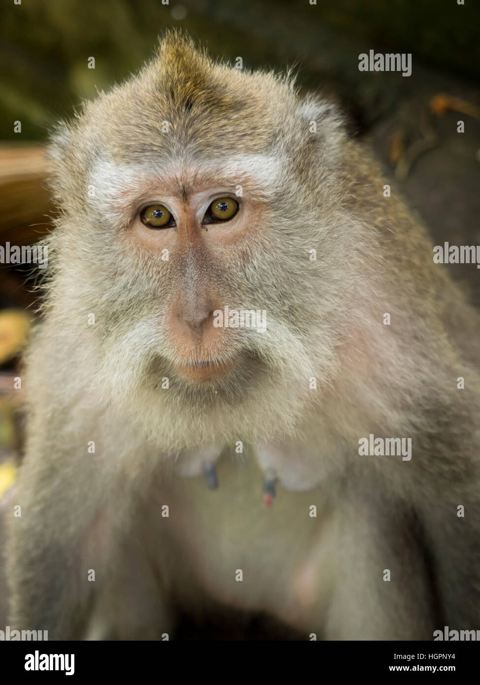 Affe im Ubud Monkey Forest Stock Photo