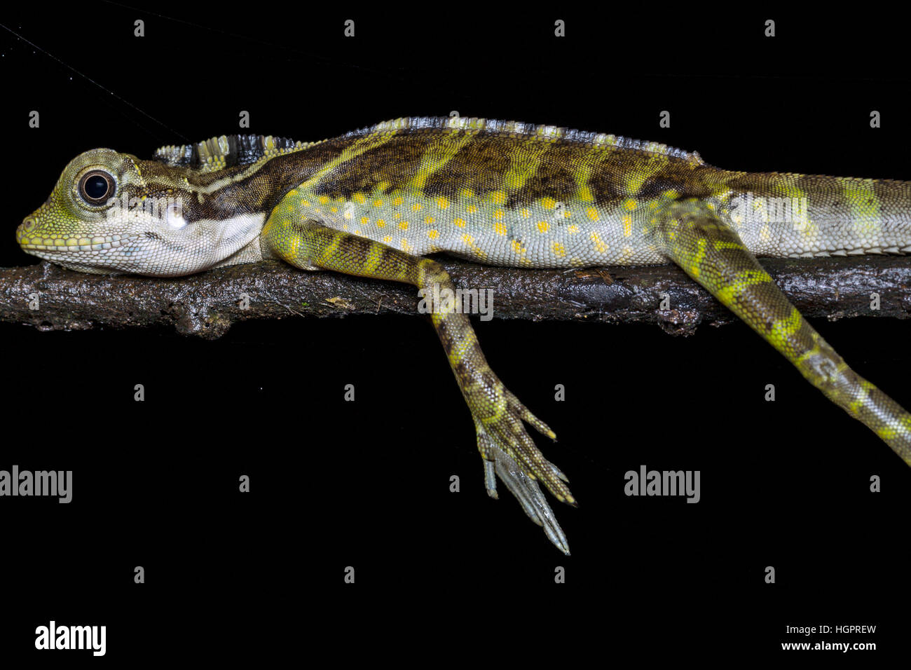 Great Anglehead Lizard (Gonocephalus grandis) Stock Photo