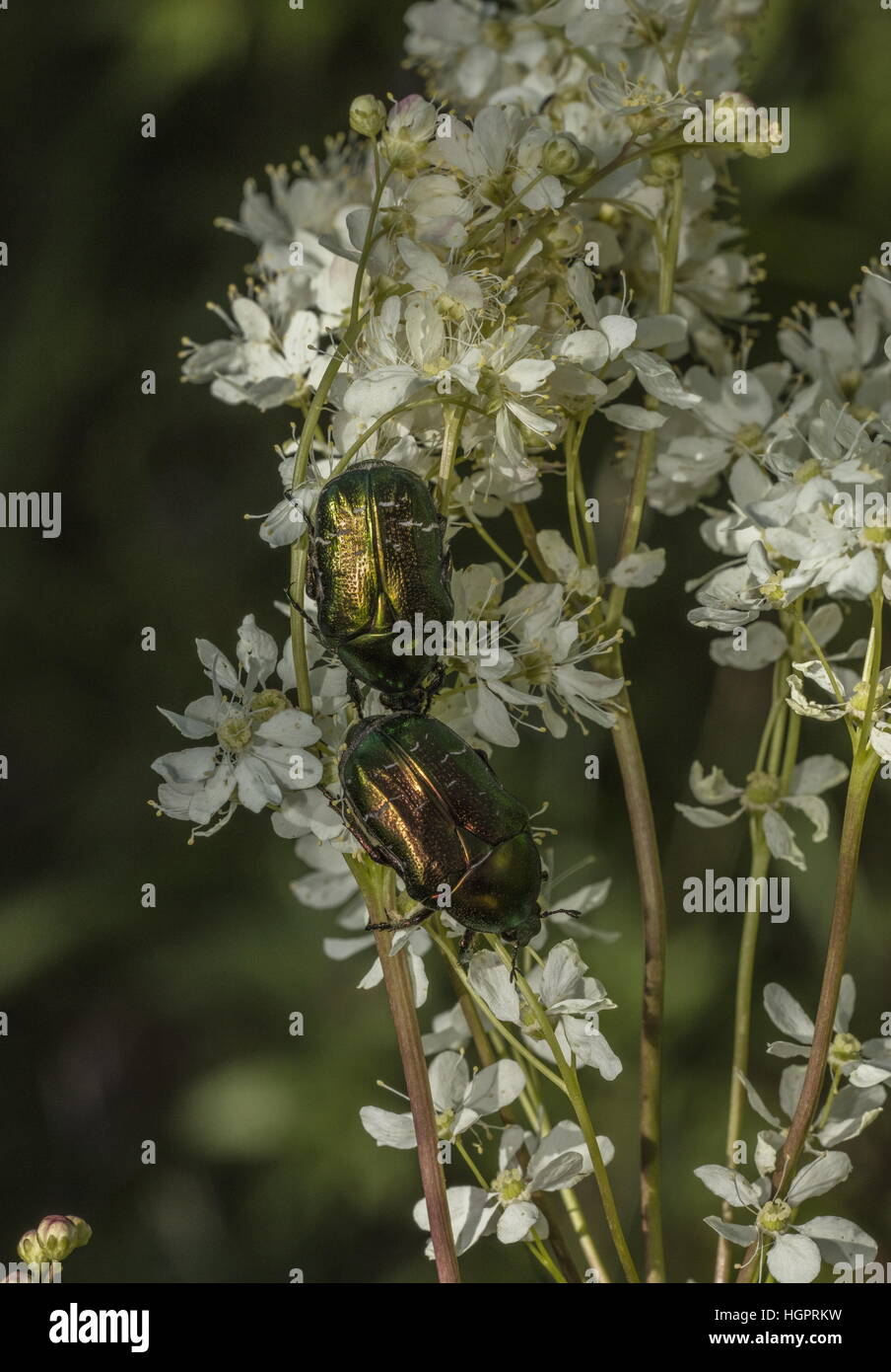 Rose Chafer beetles, Cetonia aurata, feeding on the flowers of Dropwort. Stock Photo