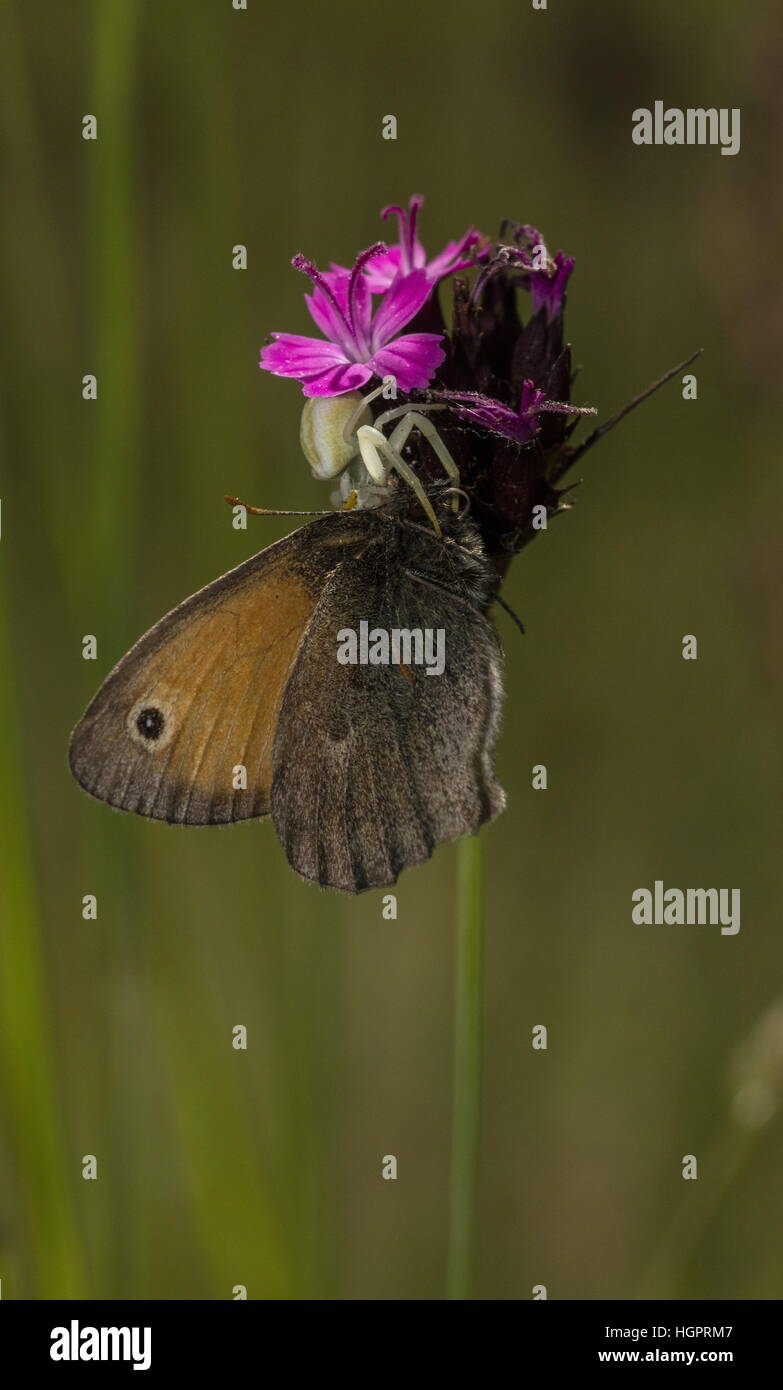 Meadow Brown butterfly, caught by Crab Spider on Carthusian Pink Stock Photo