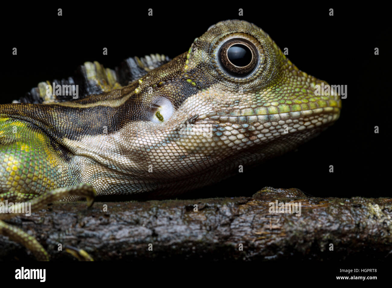 Great Anglehead Lizard (Gonocephalus grandis) Stock Photo