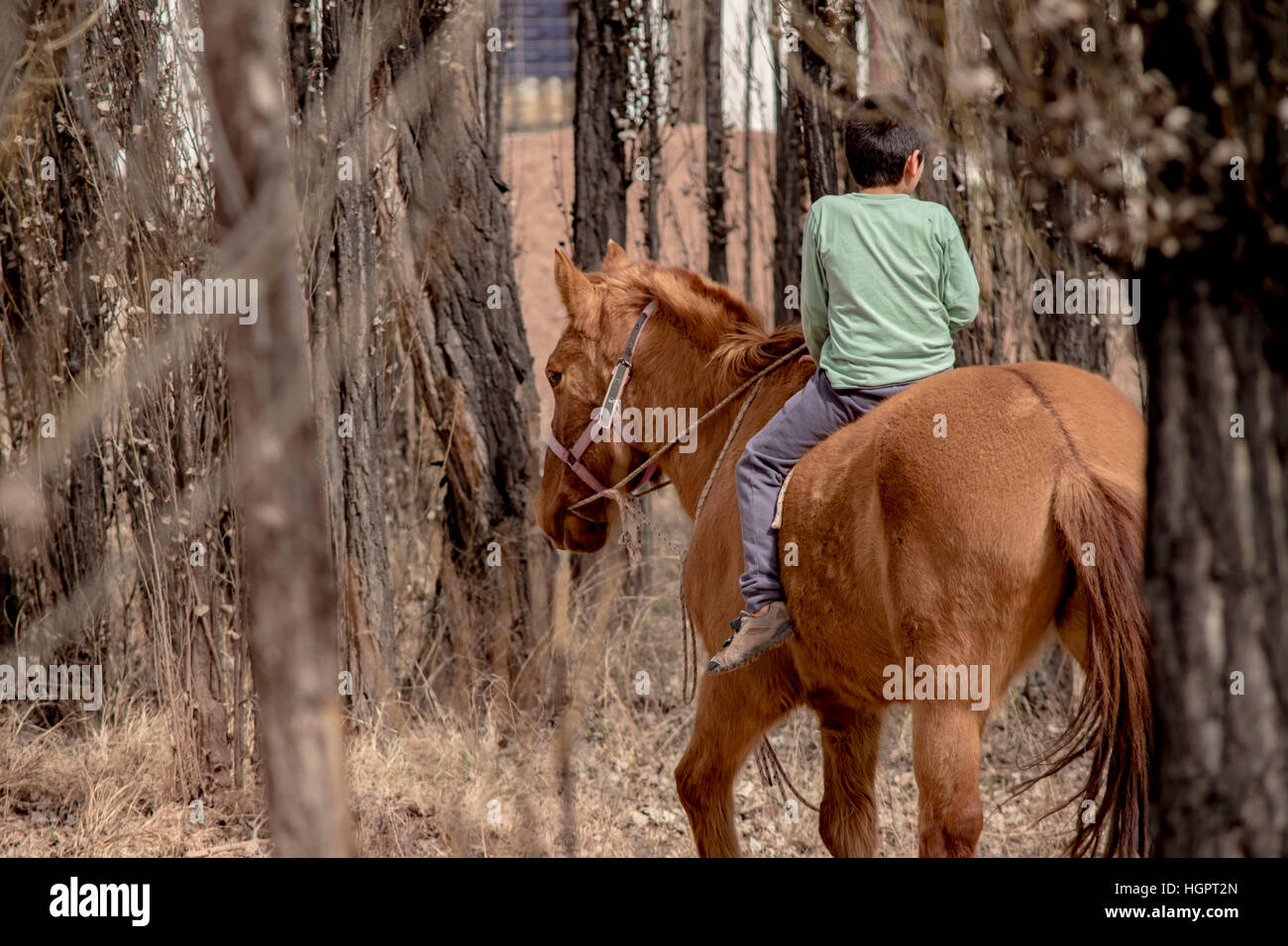 child riding a horse in patagonia through the woods Stock Photo