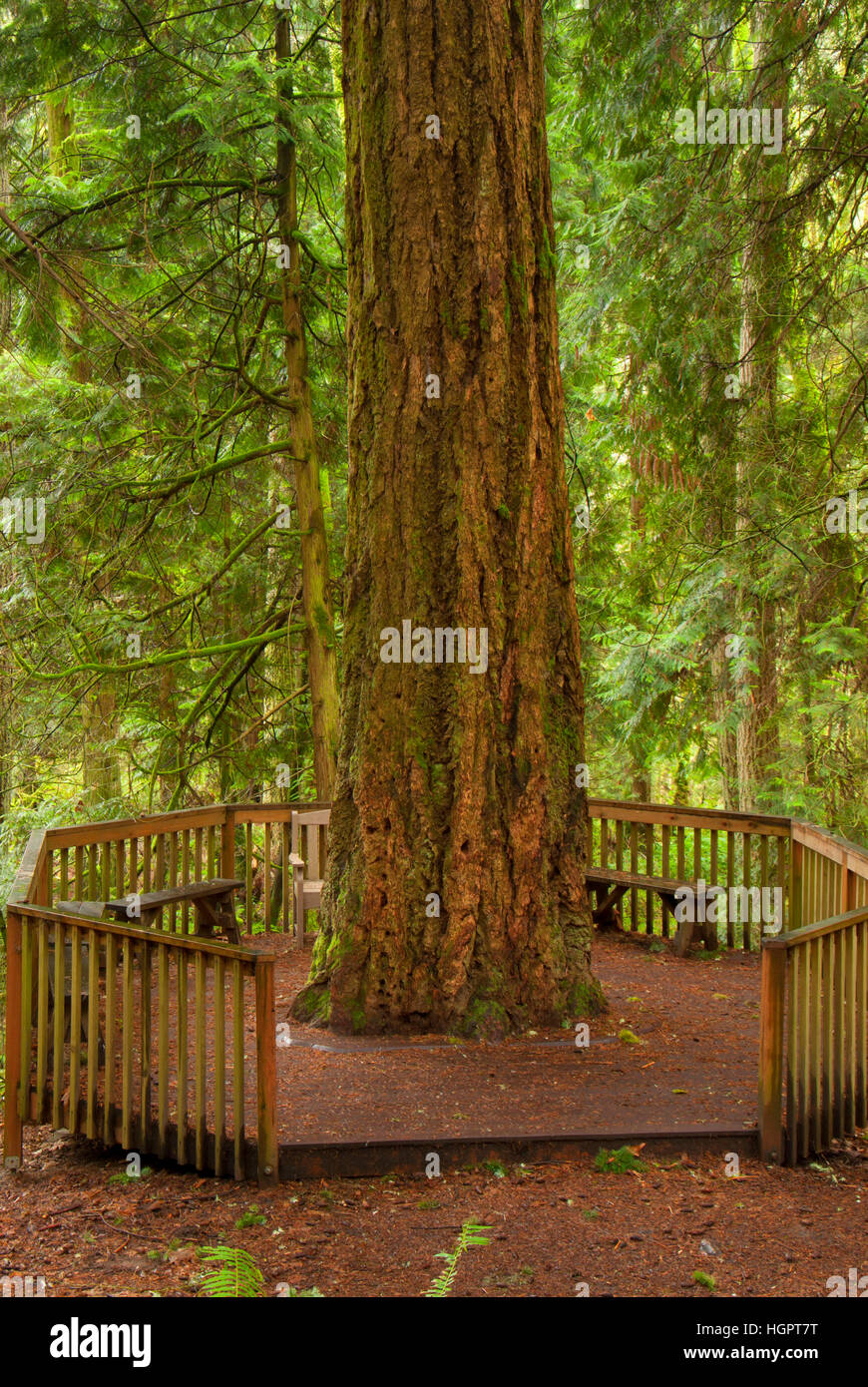Pseudotsuga menziesii bird hires stock photography and images Alamy