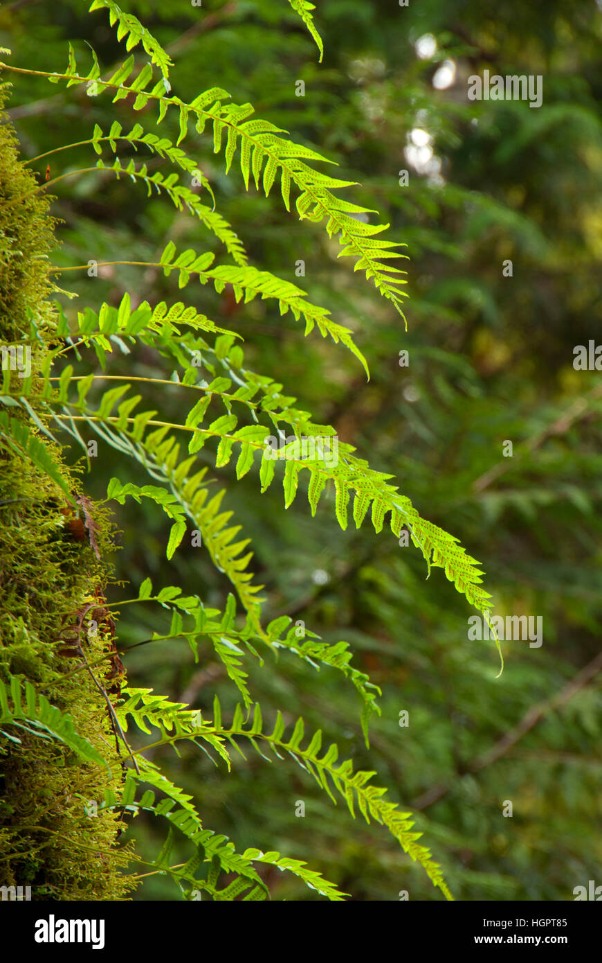 Licorice ferns (Polypodium glycyrrhiza), Tryon Creek State Park