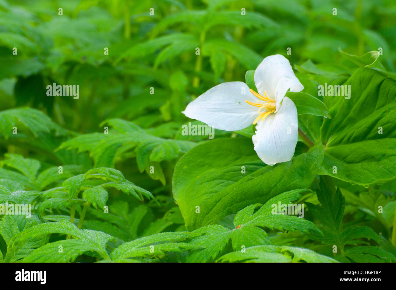 Western trillium, Tryon Creek State Park, Portland, Oregon Stock Photo