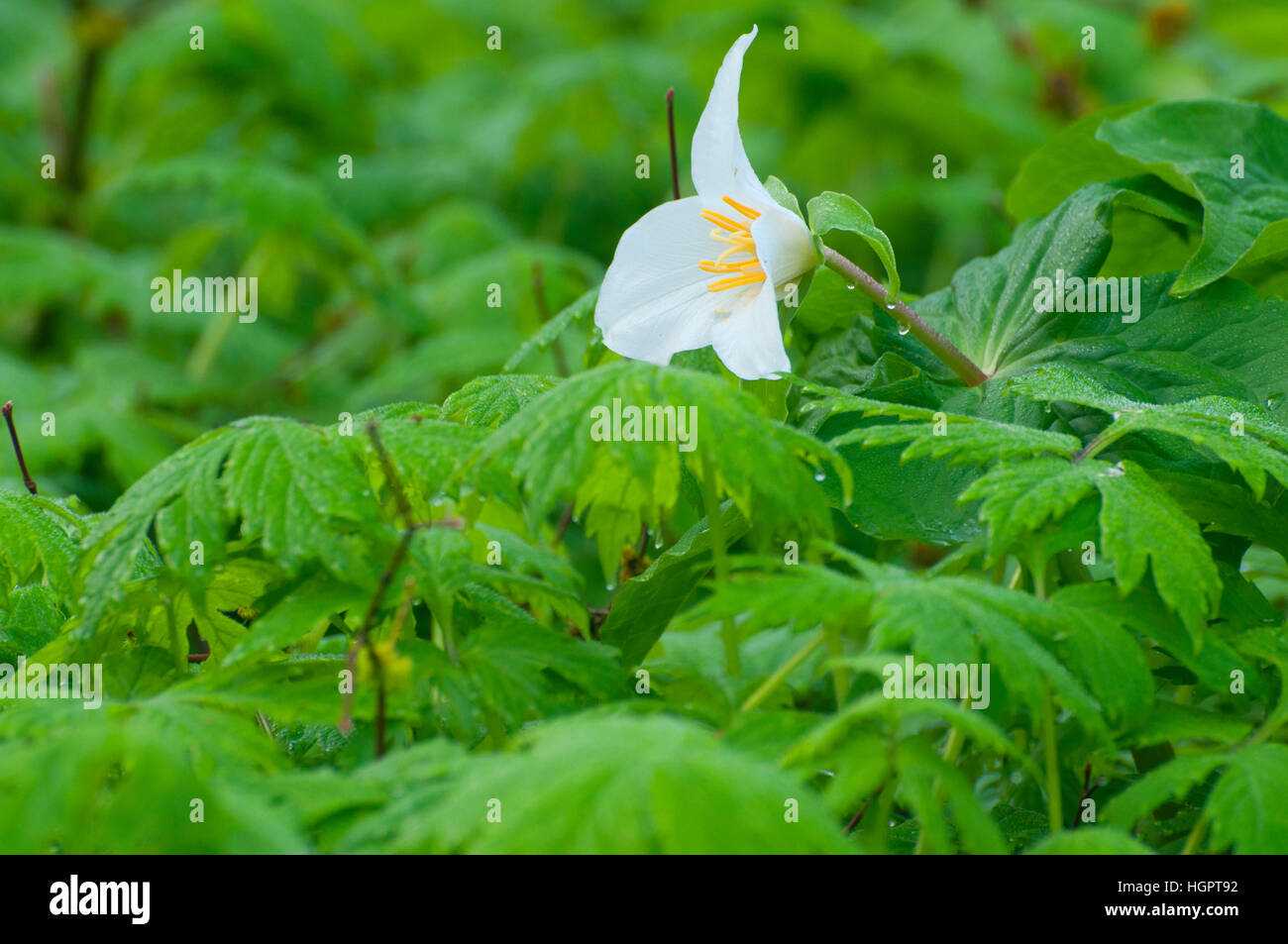 Western trillium, Tryon Creek State Park, Portland, Oregon Stock Photo