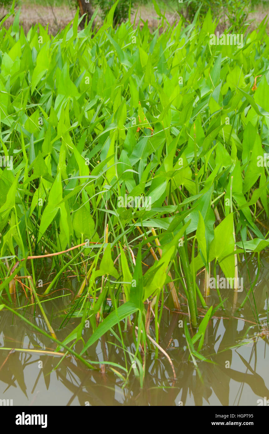 Wapato on sturgeon lake hires stock photography and images Alamy