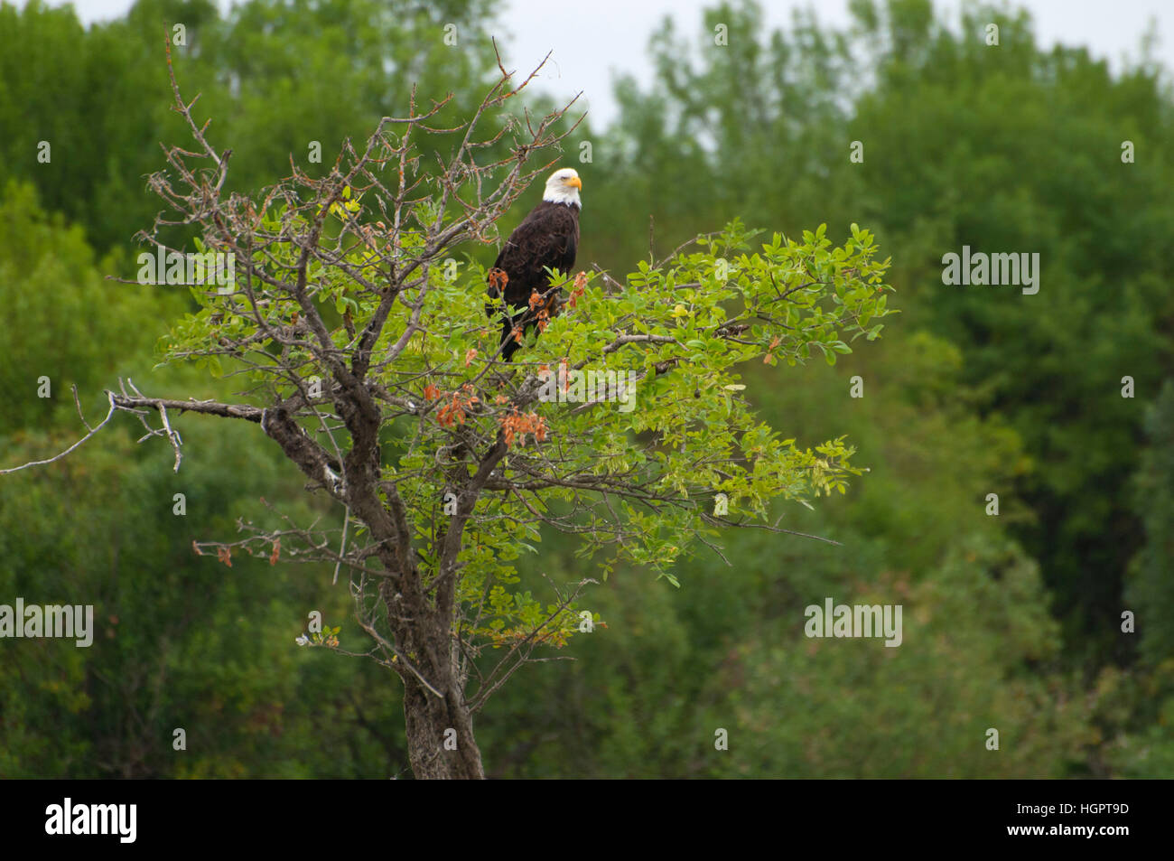 Bald eagle on Sturgeon Lake, Sauvie Island Wildlife Area, Oregon Stock