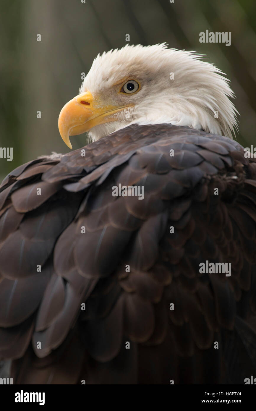 Captive bald eagle zoo hi-res stock photography and images - Alamy