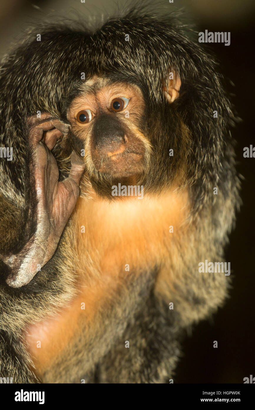 White-faced saki monkey (Pithecia pithecia), Oregon Zoo, Washington Park, Portland, Oregon Stock Photo